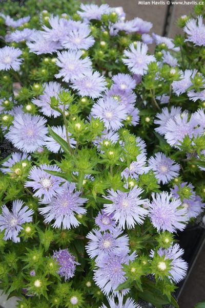 Stokesia laevis - stokésie