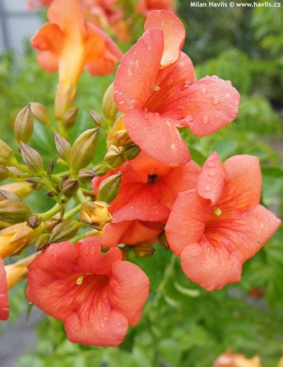 Campsis x 'Tarantella' - trubač Campsis x 'Tarantella' - trubač