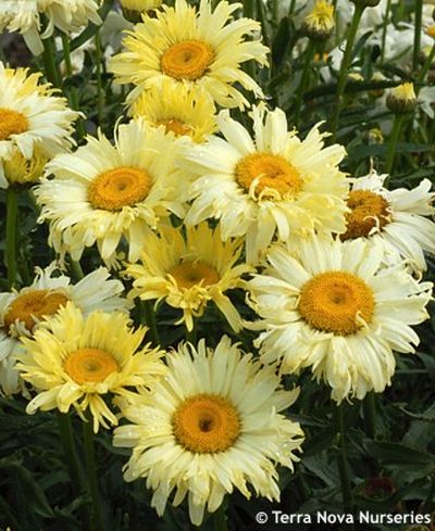 Leucanthemum 'Goldfinch' - kopretina (TERRA NOVA NURSERIES)