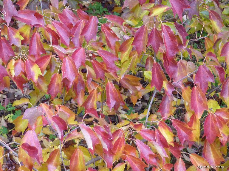 Acer tataricum subsp. ginnala (Maxim.) Wesmael (klon ginnala) Acer tataricum subsp. ginnala (Maxim.) Wesmael (klon ginnala)