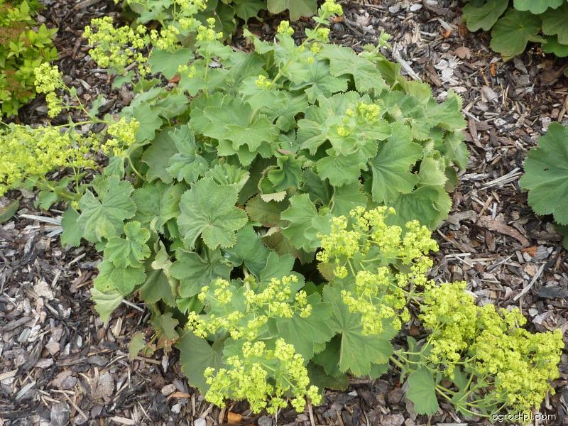 Alchemilla mollis (BURSER) ROTHM. (przywrotnik ostroklapowy) Alchemilla mollis (BURSER) ROTHM. (przywrotnik ostroklapowy)