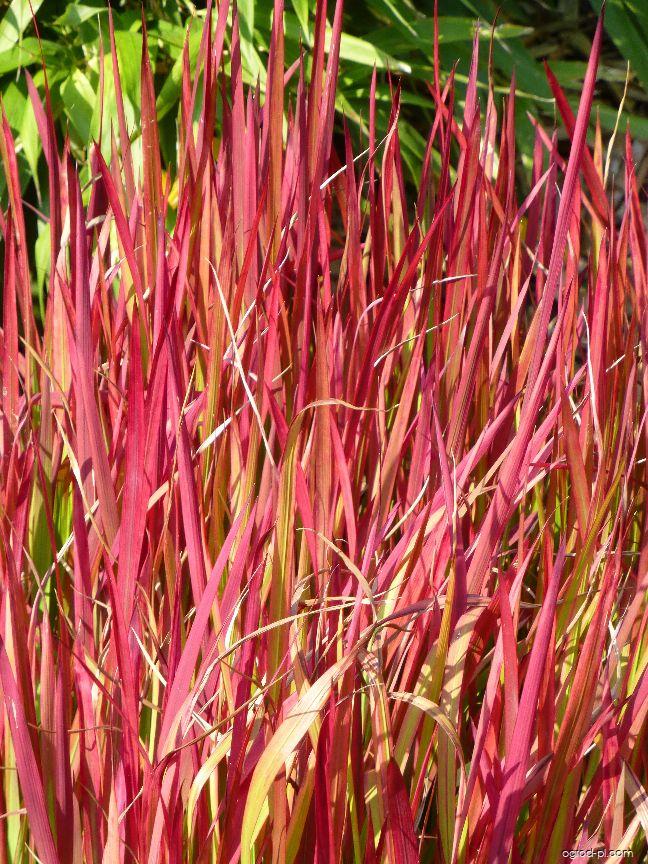 Imperata cylindrica Red Baron ( Rubra ) (imperata cylindrica) Imperata cylindrica Red Baron ( Rubra ) (imperata cylindrica)