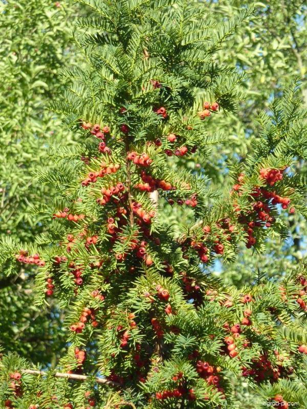 Taxus baccata L. (cis pospolity) Taxus baccata L. (cis pospolity)