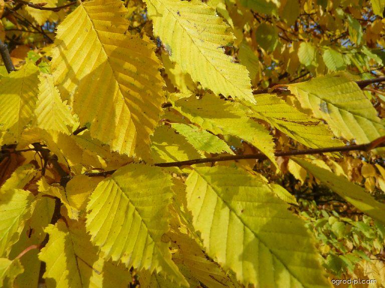 Carpinus betulus L. (grab zwyczajny) Carpinus betulus L. (grab zwyczajny)
