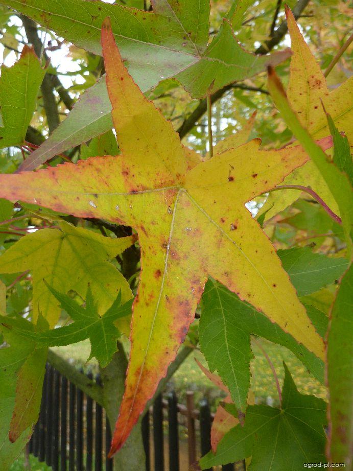 Liquidambar styraciflua L. (Ambrowiec balsamiczny) Liquidambar styraciflua L. (Ambrowiec balsamiczny)