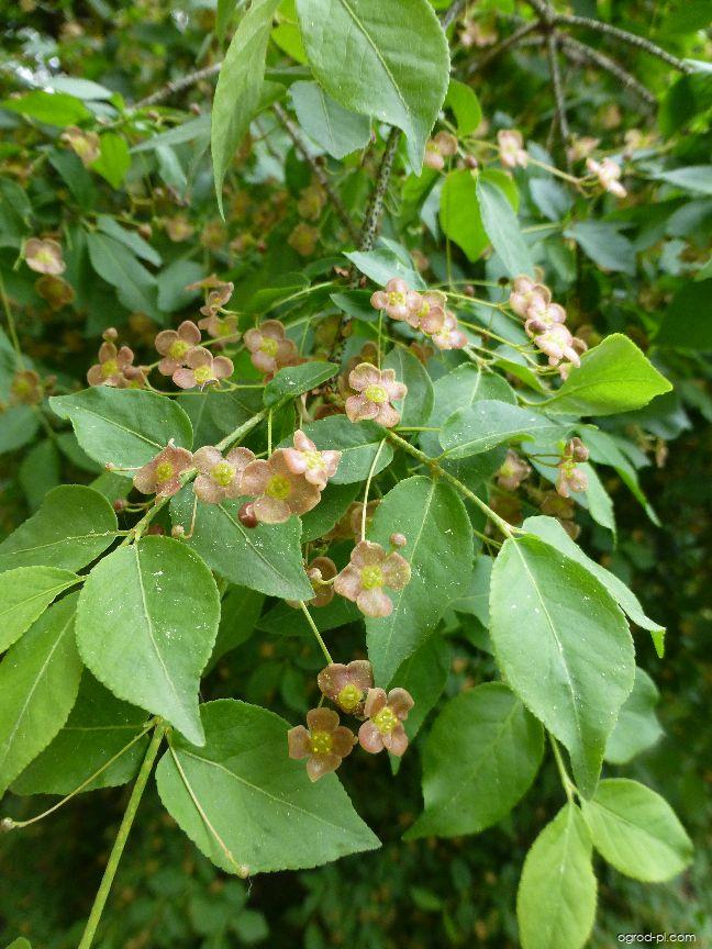 Euonymus verrucosus Scop. (trzmielina brodawkowata) Euonymus verrucosus Scop. (trzmielina brodawkowata)