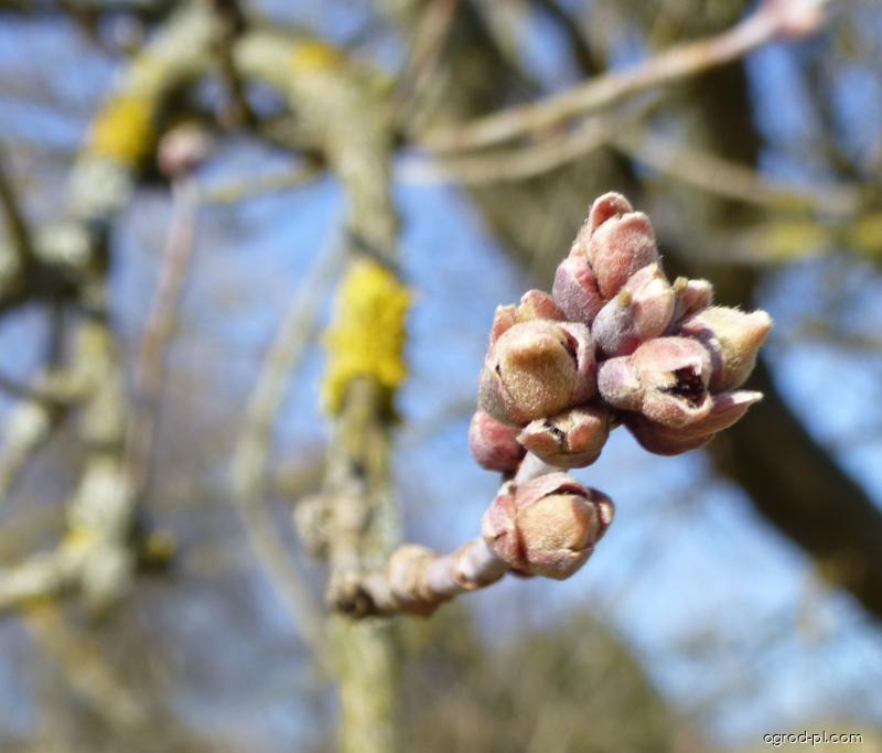 Acer negundo L. (klon jesionolistny) Acer negundo L. (klon jesionolistny)