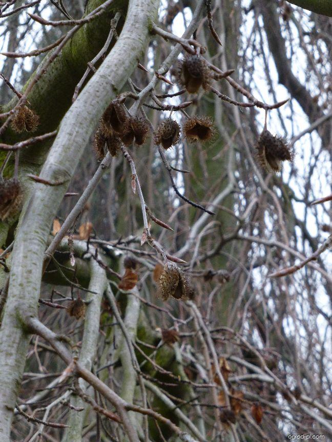 Fagus sylvatica Pendula (buk zwyczajny) Fagus sylvatica Pendula (buk zwyczajny)