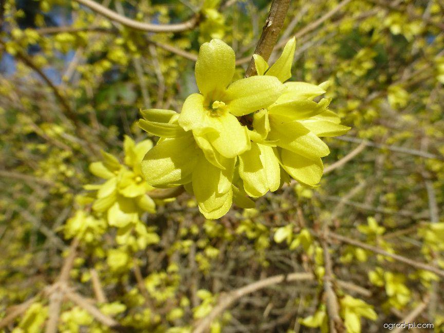 Forsythia japonica var. saxatilis (forsycja japońska) Forsythia japonica var. saxatilis (forsycja japońska)