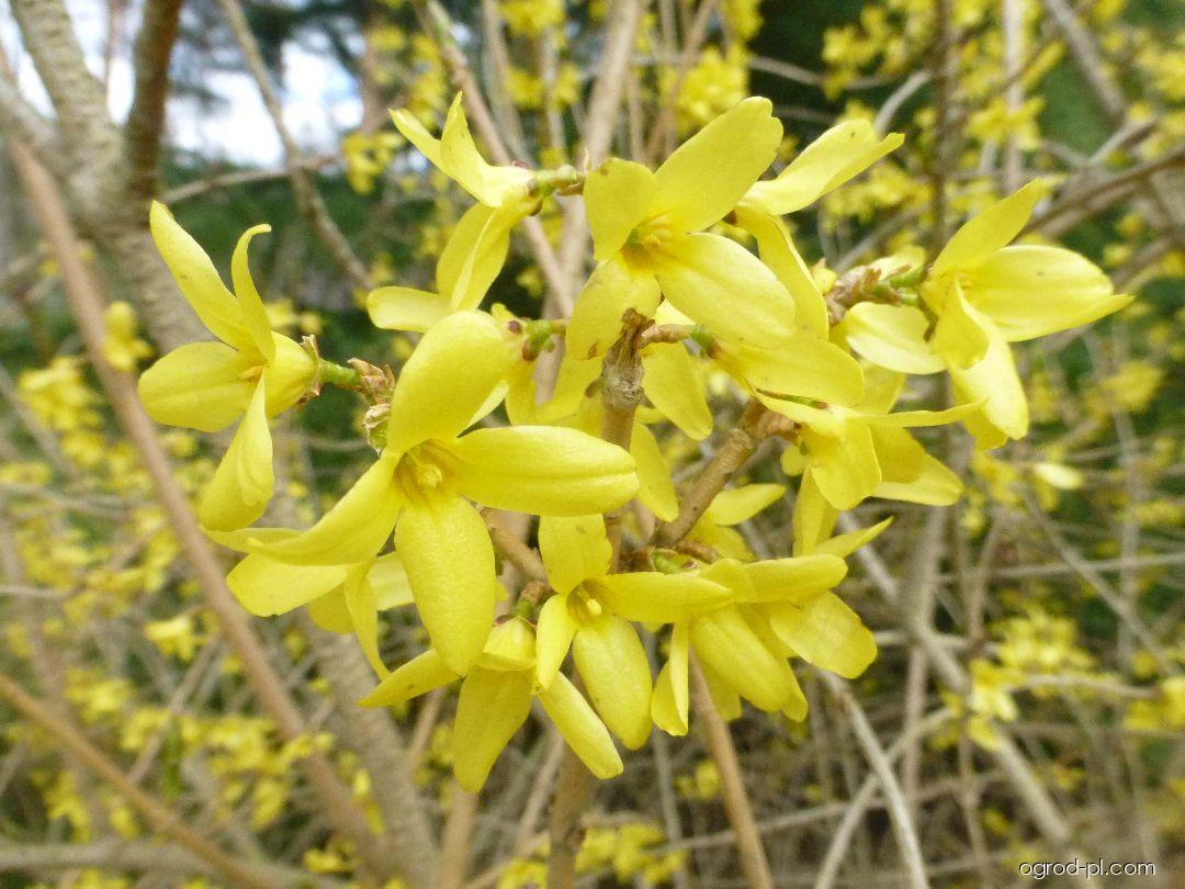 Forsythia japonica var. saxatilis (forsycja japońska) Forsythia japonica var. saxatilis (forsycja japońska)