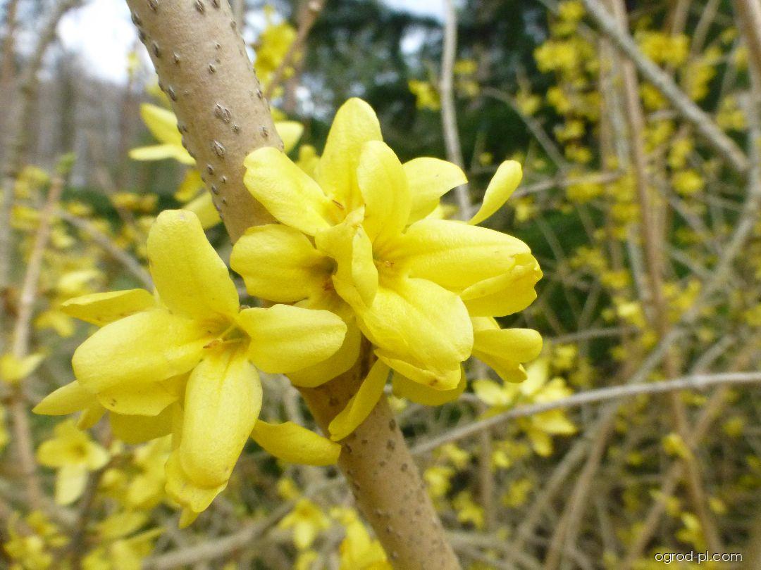 Forsythia japonica var. saxatilis (forsycja japońska) Forsythia japonica var. saxatilis (forsycja japońska)