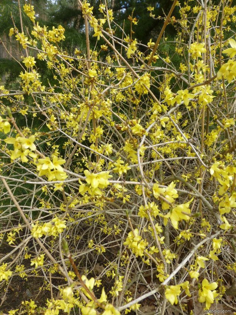 Forsythia japonica var. saxatilis (forsycja japońska) Forsythia japonica var. saxatilis (forsycja japońska)