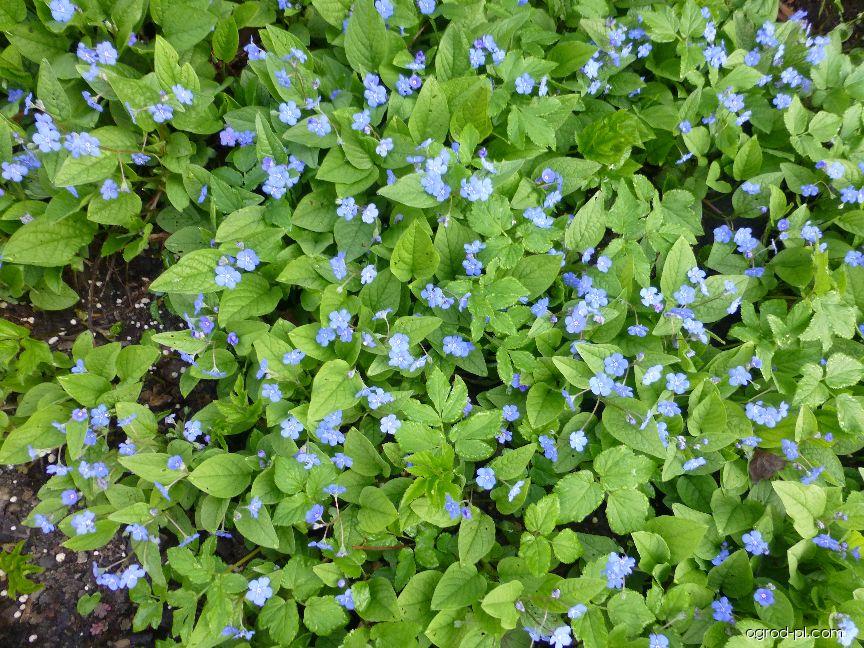 Omphalodes verna MOENCH (ułudka wiosenna) Omphalodes verna MOENCH (ułudka wiosenna)