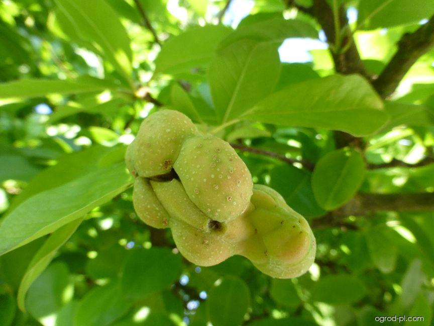 Magnolia x loebneri Merill (magnolia Loebnera) Magnolia x loebneri Merill (magnolia Loebnera)