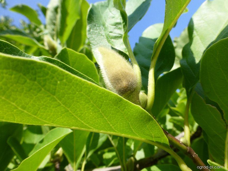 Magnolia x loebneri Merill (magnolia Loebnera) Magnolia x loebneri Merill (magnolia Loebnera)