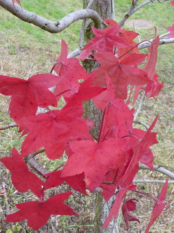 Liquidambar styraciflua Aurora (Ambrowiec balsamiczny) Liquidambar styraciflua Aurora (Ambrowiec balsamiczny)