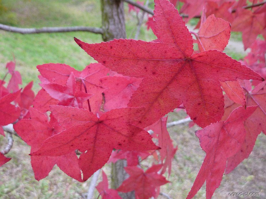Liquidambar styraciflua Aurora (Ambrowiec balsamiczny) Liquidambar styraciflua Aurora (Ambrowiec balsamiczny)