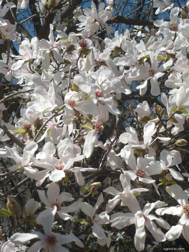 Magnolia x loebneri Merill (magnolia Loebnera) Magnolia x loebneri Merill (magnolia Loebnera)