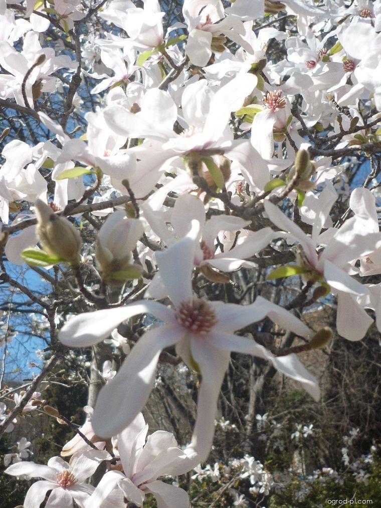 Magnolia x loebneri Merill (magnolia Loebnera) Magnolia x loebneri Merill (magnolia Loebnera)