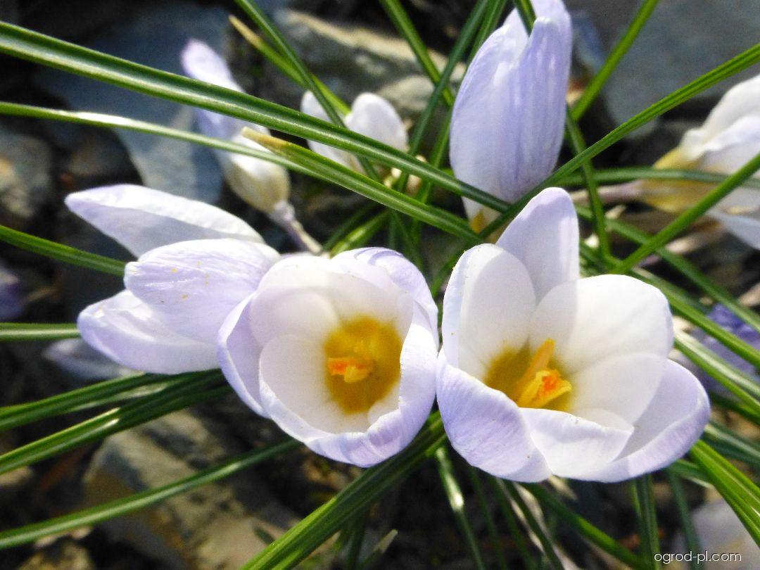 Crocus chrysanthus Blue Pearl (szafran) Crocus chrysanthus Blue Pearl (szafran)