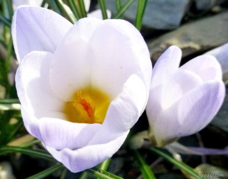 Crocus chrysanthus Blue Pearl (szafran) Crocus chrysanthus Blue Pearl (szafran)