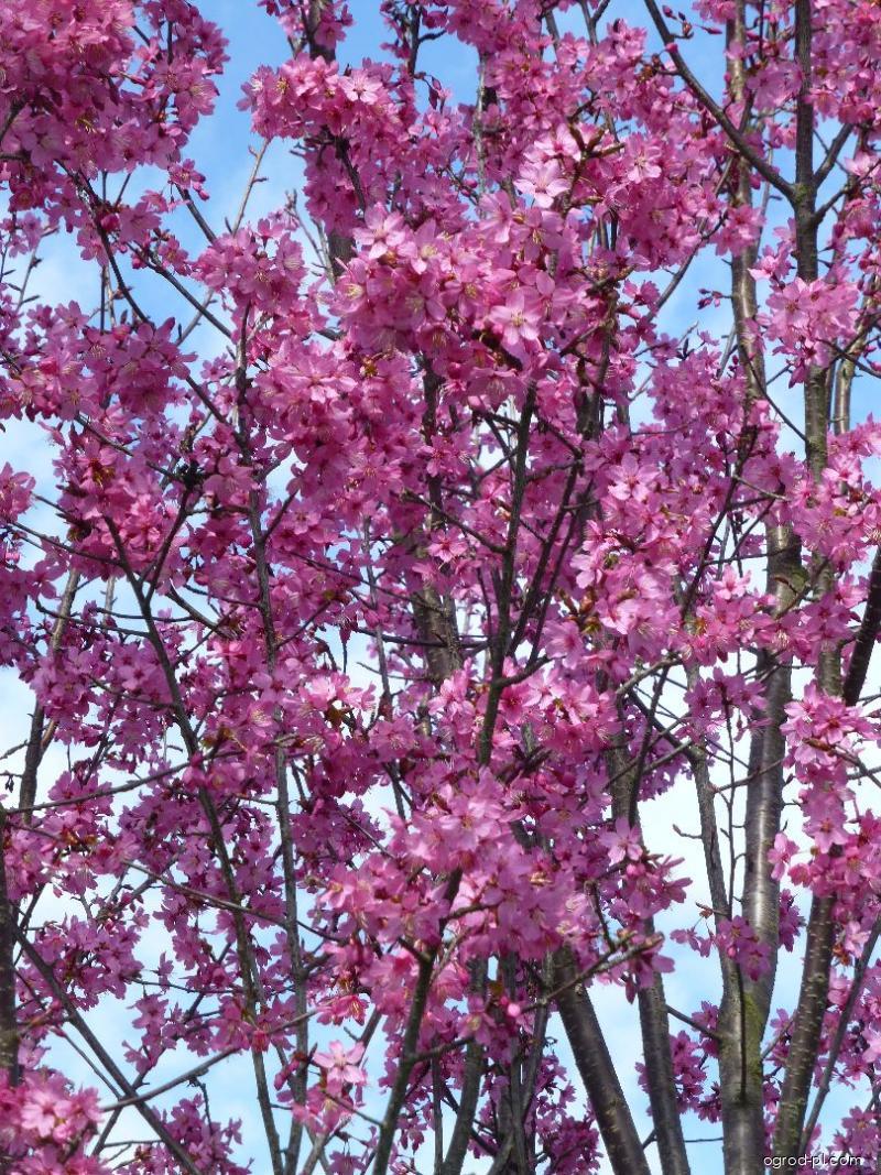Prunus serrulata Captain Collingwood Ingram (wiśnia piłkowana) Prunus serrulata Captain Collingwood Ingram (wiśnia piłkowana)