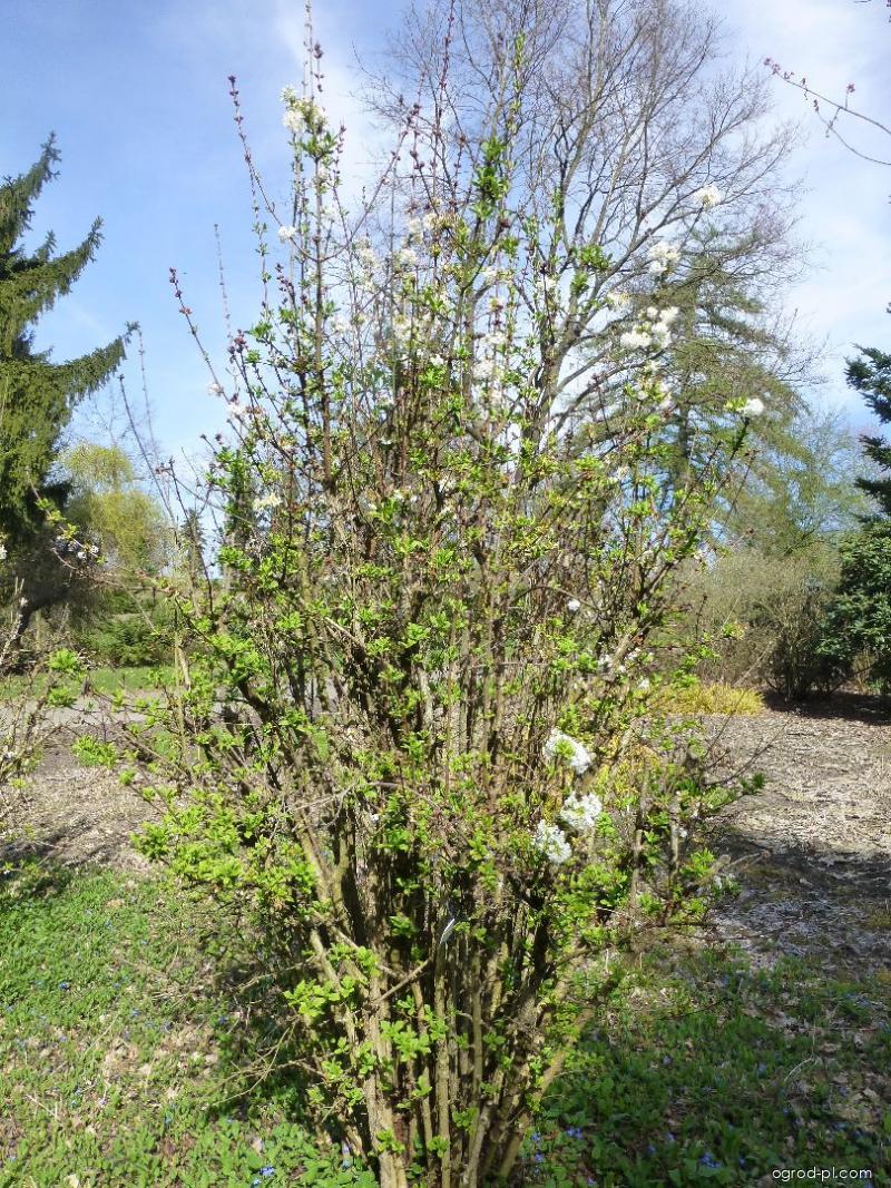 Kalina wonna Viburnum farreri Candidissimum