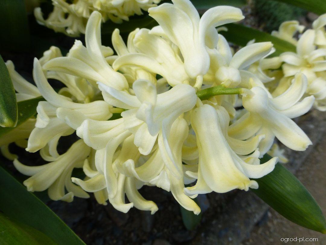 Hyacinthus orientalis City of Haarlem (hiacynt wschodni) Hyacinthus orientalis City of Haarlem (hiacynt wschodni)