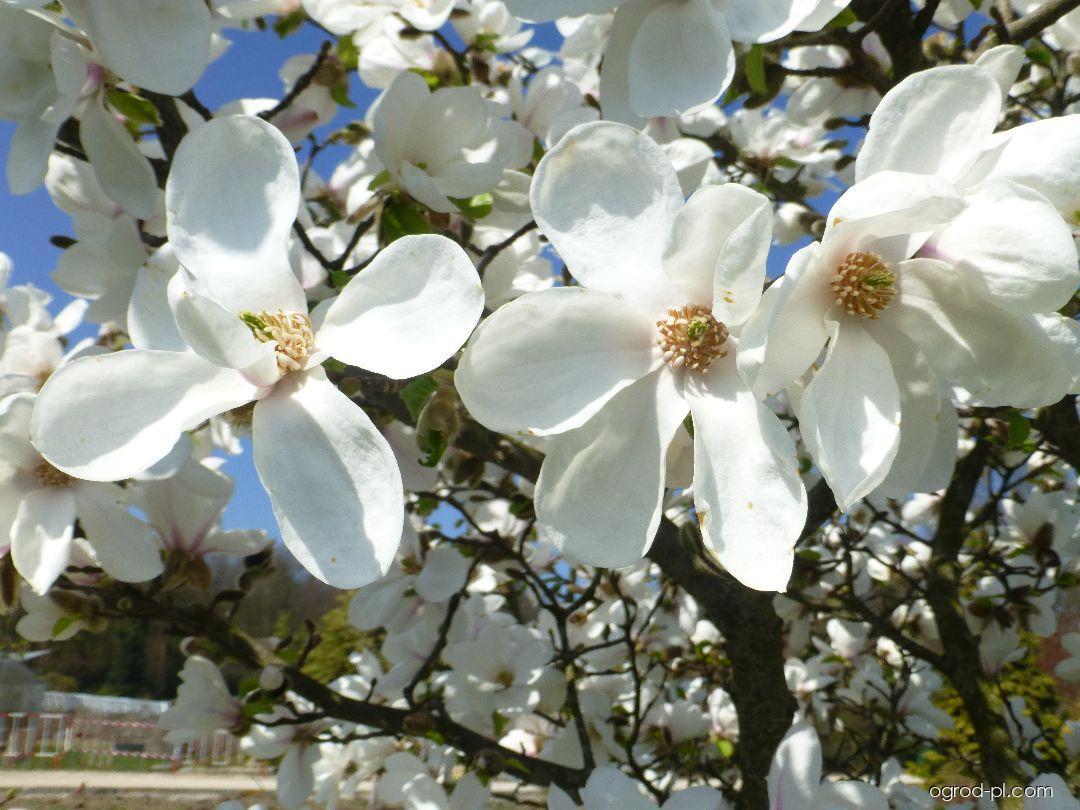 Magnolia kobus Norman Gould (magnolia japońska) Magnolia kobus Norman Gould (magnolia japońska)