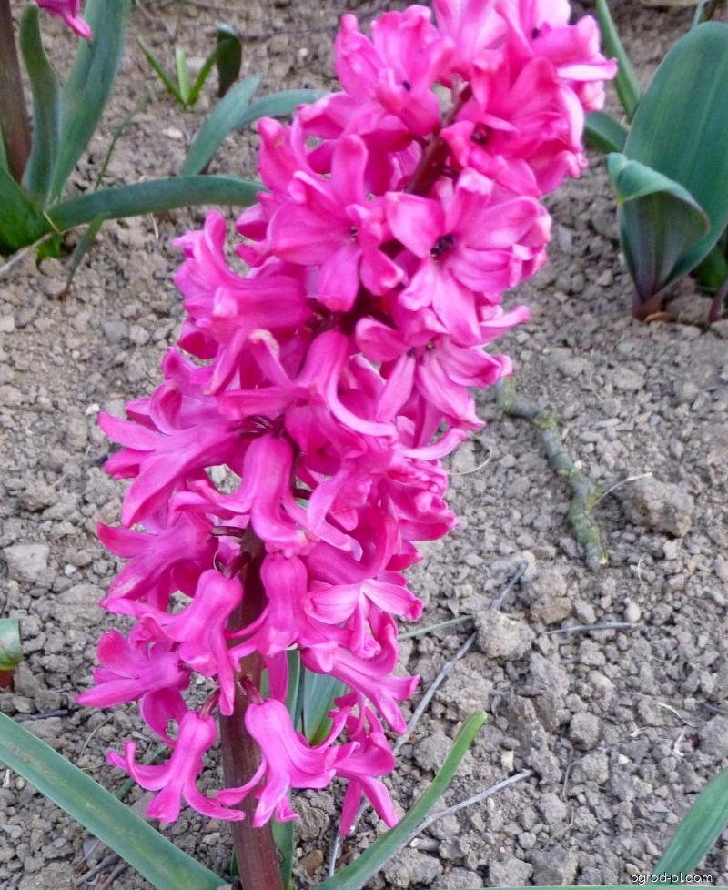 Hyacinthus orientalis Jan Bos (hiacynt wschodni) Hyacinthus orientalis Jan Bos (hiacynt wschodni)