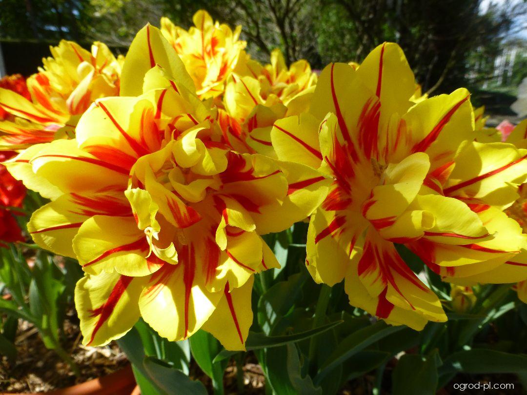 Tulipa Monsella (tulipan) Tulipa Monsella (tulipan)