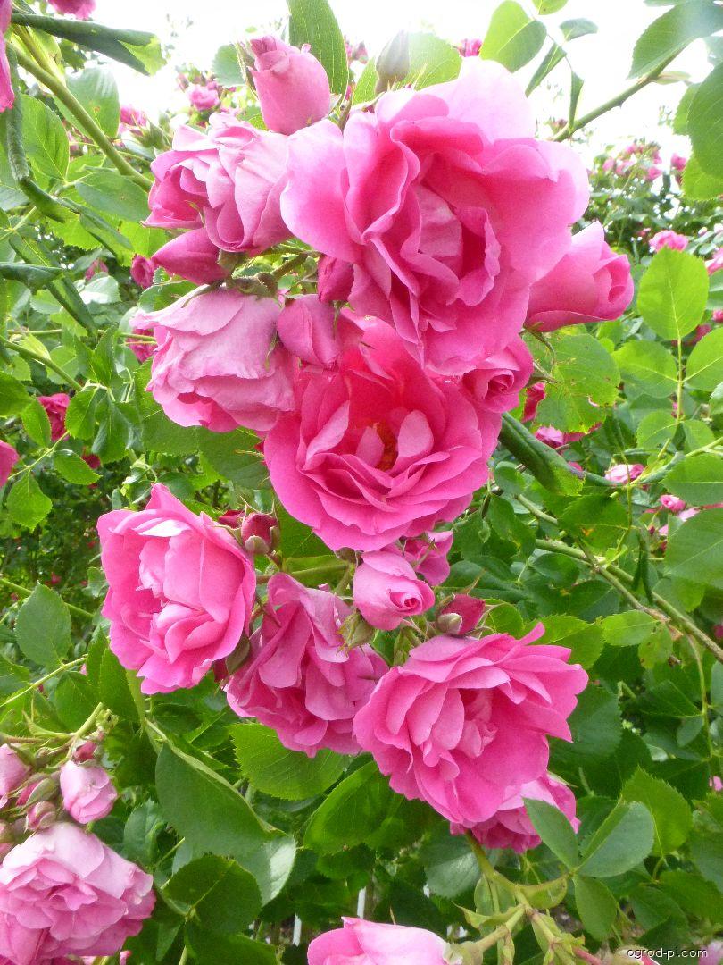 Rosa Rudolfína Benetka, 2002 (róża) Rosa Rudolfína Benetka, 2002 (róża)