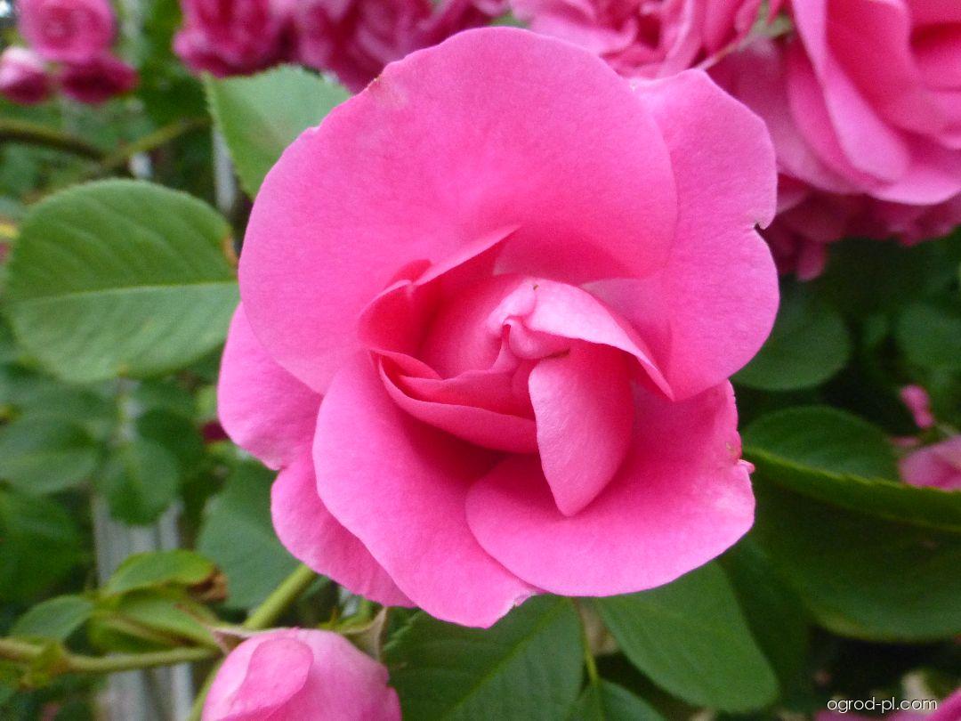 Rosa Rudolfína Benetka, 2002 (róża) Rosa Rudolfína Benetka, 2002 (róża)