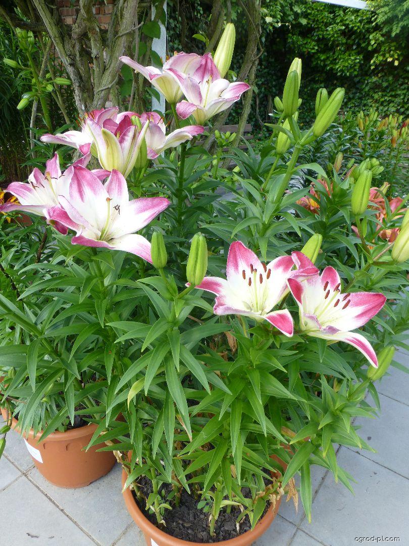 Lilium x hybridum Lollypop (lilia) Lilium x hybridum Lollypop (lilia)