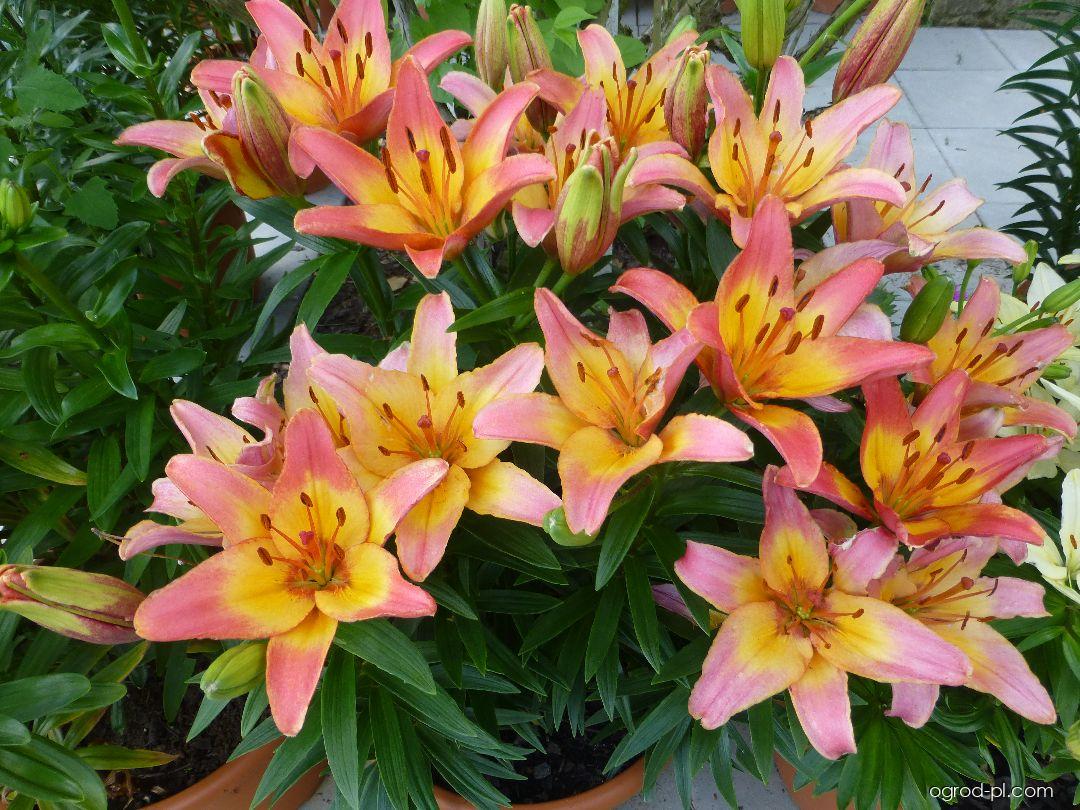 Lilium x hybridum Lady Like (lilia) Lilium x hybridum Lady Like (lilia)