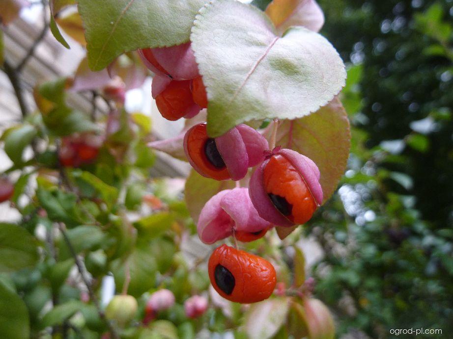 Euonymus verrucosus Scop. (trzmielina brodawkowata) Euonymus verrucosus Scop. (trzmielina brodawkowata)