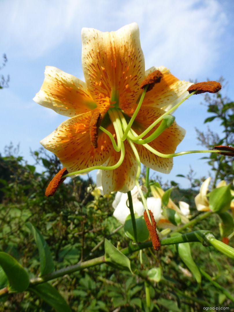 Lilium x hybridum Lady Alice (lilia) Lilium x hybridum Lady Alice (lilia)