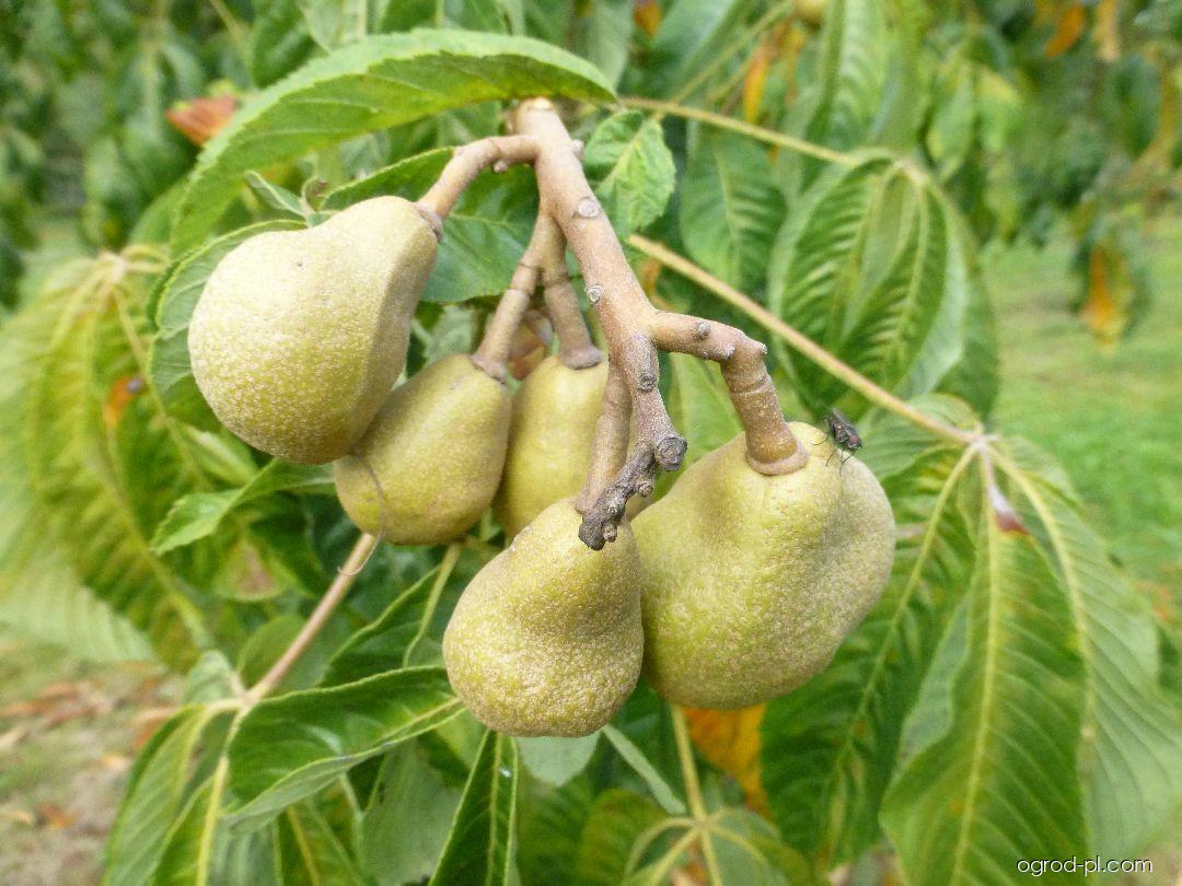 Aesculus pavia Atrosanguinea (kasztanowiec krwisty) Aesculus pavia Atrosanguinea (kasztanowiec krwisty)