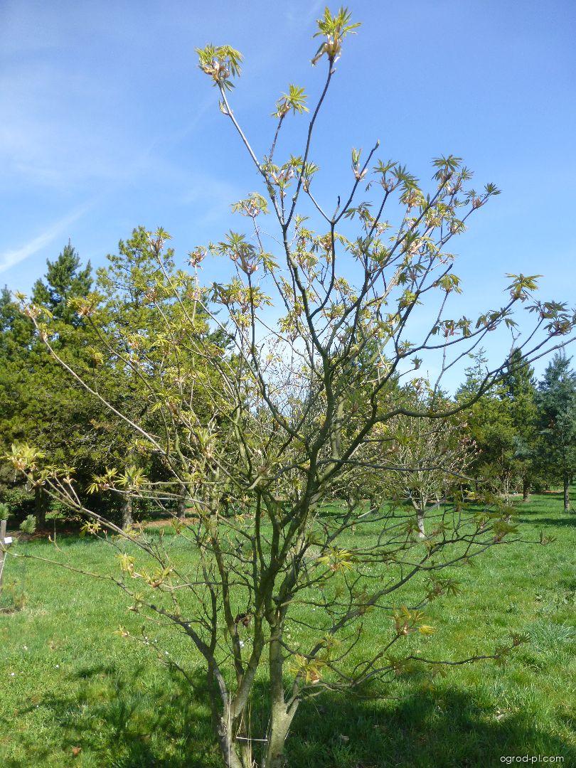 Aesculus pavia Humilis (kasztanowiec krwisty) Aesculus pavia Humilis (kasztanowiec krwisty)