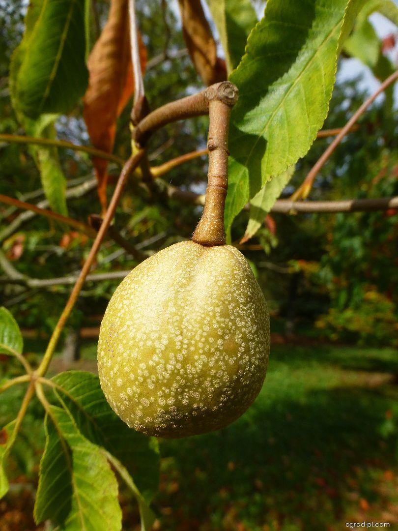Aesculus x mutabilis Penduliflora (kasztanowiec krwisty) Aesculus x mutabilis Penduliflora (kasztanowiec krwisty)