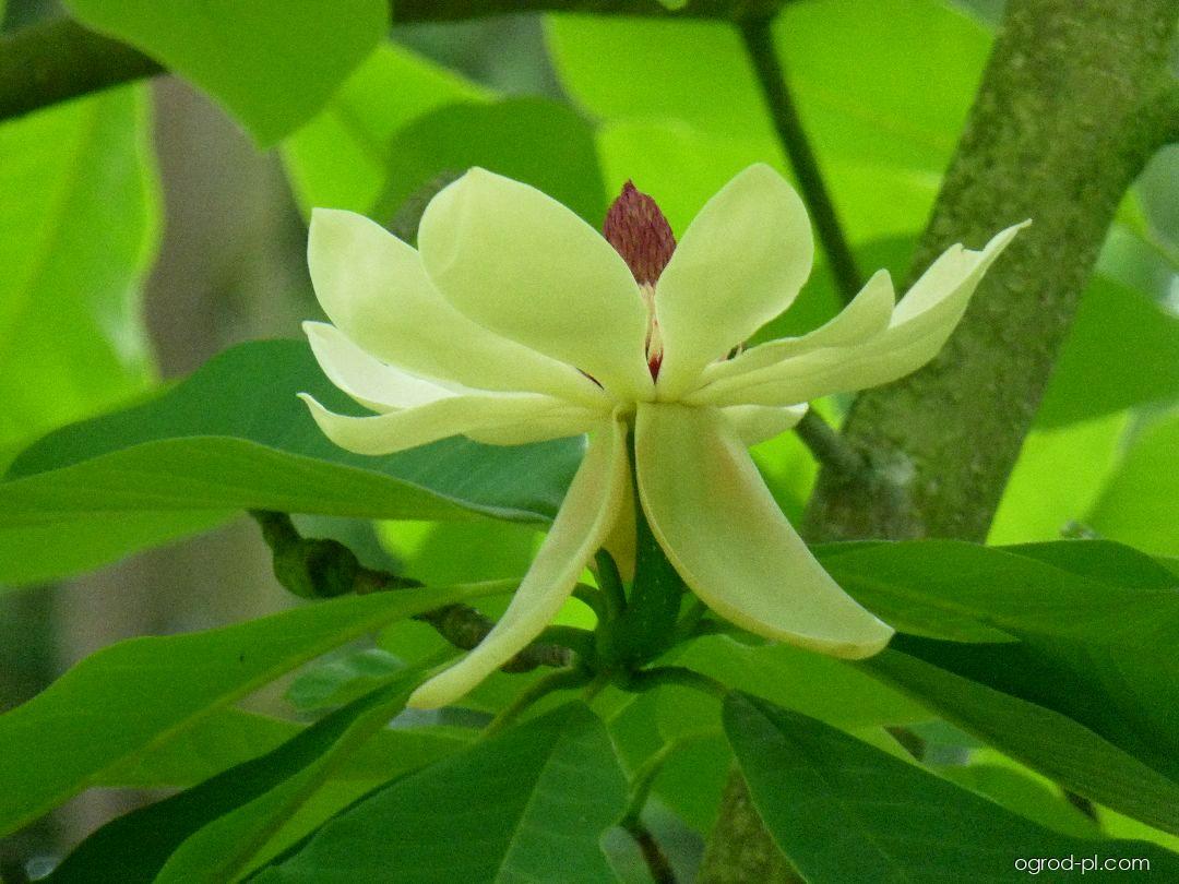 Magnolia obovata Thunb. (magnolia szerokolistna) Magnolia obovata Thunb. (magnolia szerokolistna)