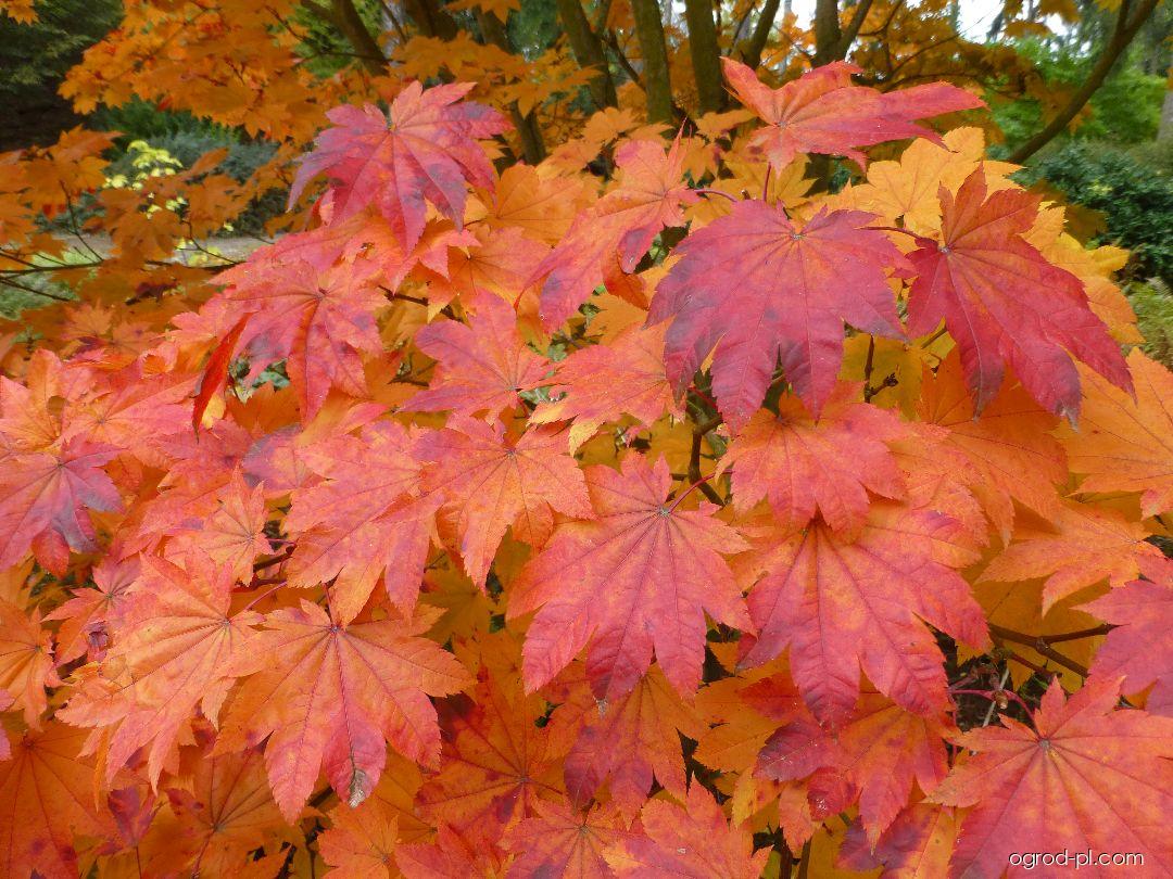 Acer japonicum Meigetsu (klon japoński) Acer japonicum Meigetsu (klon japoński)