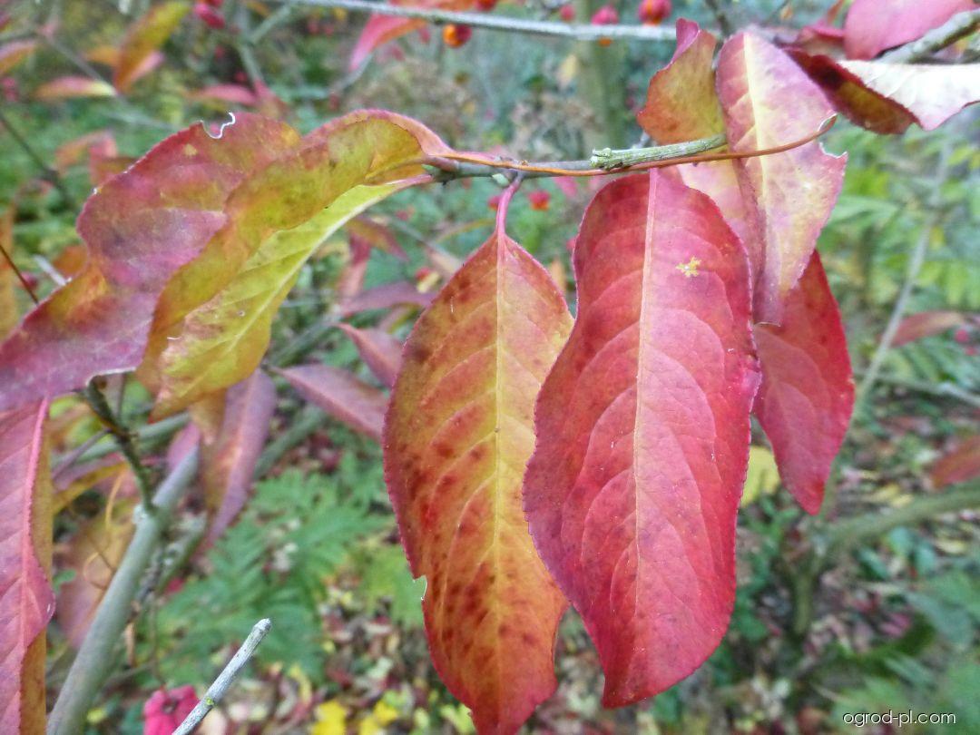 Euonymus europaeus Red Cascade (Trzmielina pospolita) Euonymus europaeus Red Cascade (Trzmielina pospolita)