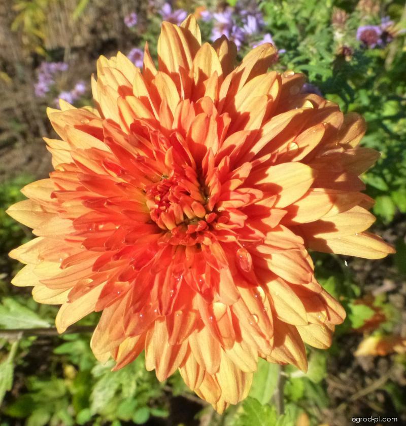 Chrysanthemum x morifolium Mandarine (chryzantema ogrodowa) Chrysanthemum x morifolium Mandarine (chryzantema ogrodowa)