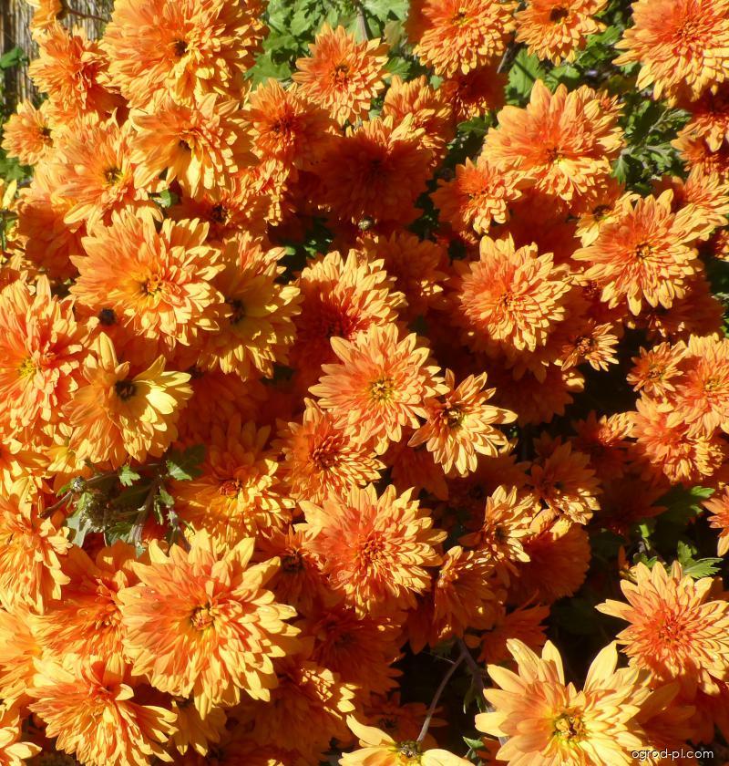 Chrysanthemum x morifolium Mandarine (chryzantema ogrodowa) Chrysanthemum x morifolium Mandarine (chryzantema ogrodowa)
