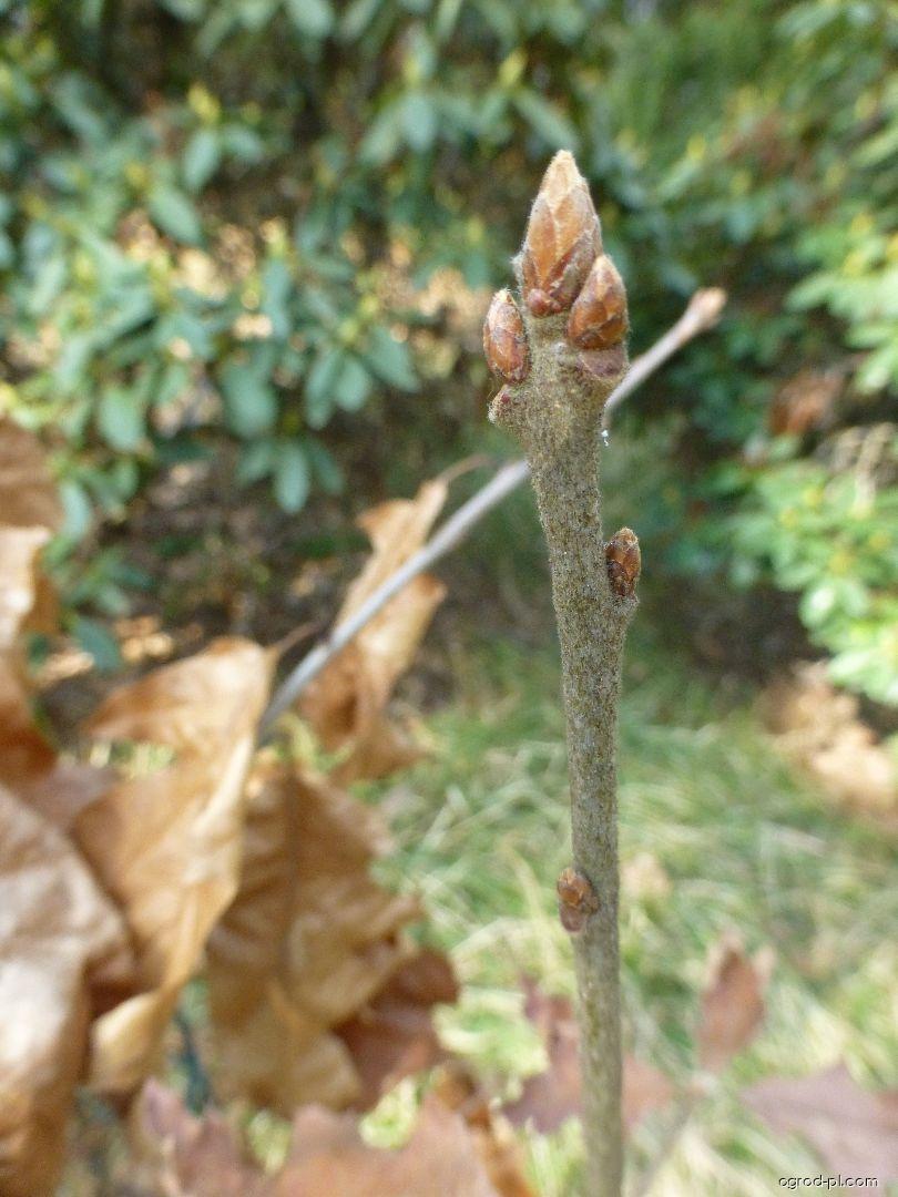 Quercus velutina Lam. (Dąb barwierski) Quercus velutina Lam. (Dąb barwierski)