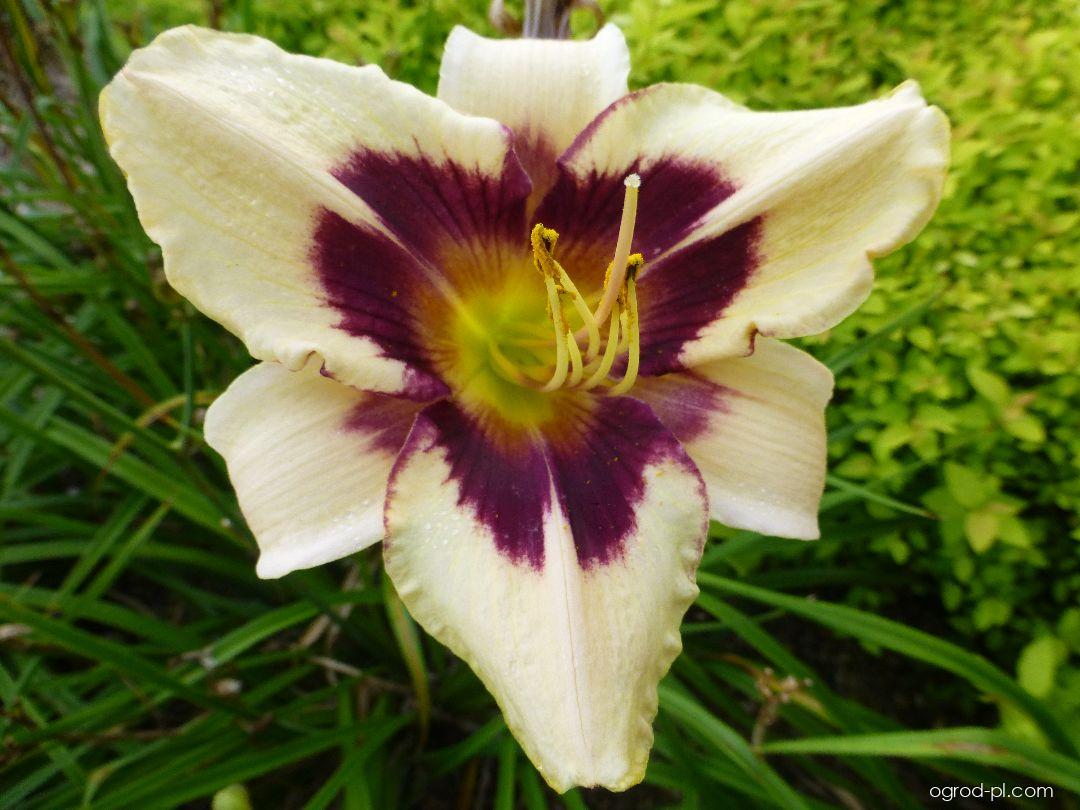 Hemerocallis Moonlit Masquerade (liliowiec ogrodowy) Hemerocallis Moonlit Masquerade (liliowiec ogrodowy)