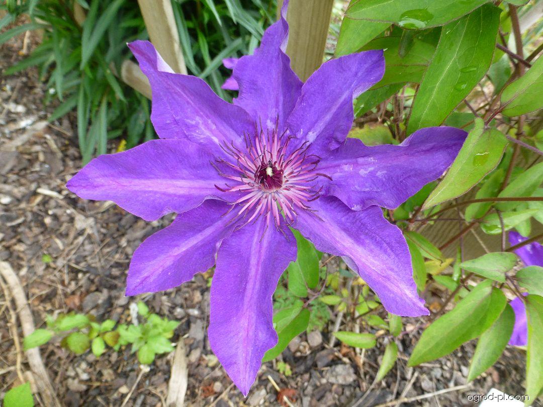 Clematis patens The President (powojnik) Clematis patens The President (powojnik)