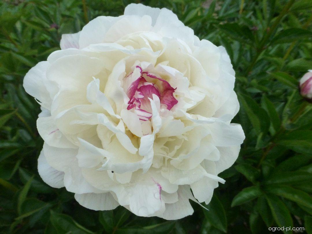 Paeonia lactiflora Boule de Neige (piwonia chińska) Paeonia lactiflora Boule de Neige (piwonia chińska)