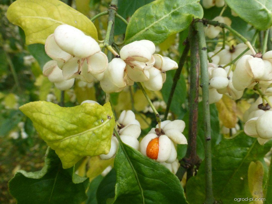 Euonymus europaeus Albus (Trzmielina pospolita) Euonymus europaeus Albus (Trzmielina pospolita)